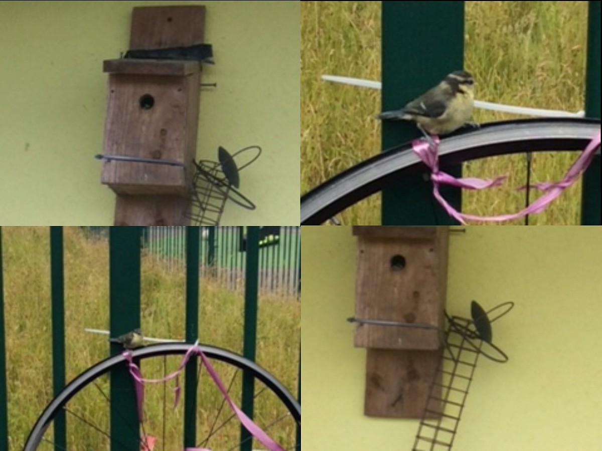 Looking after our Environment