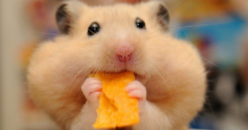 Autism and Eating - Over Eating