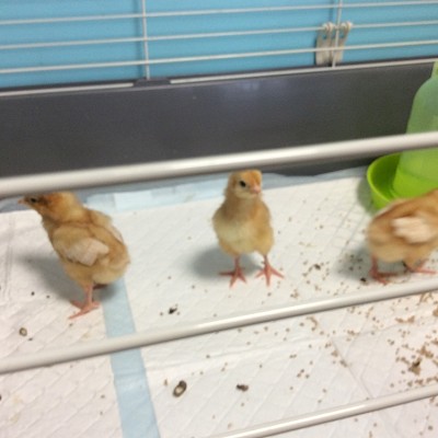 Science Week 2024 - Chicks