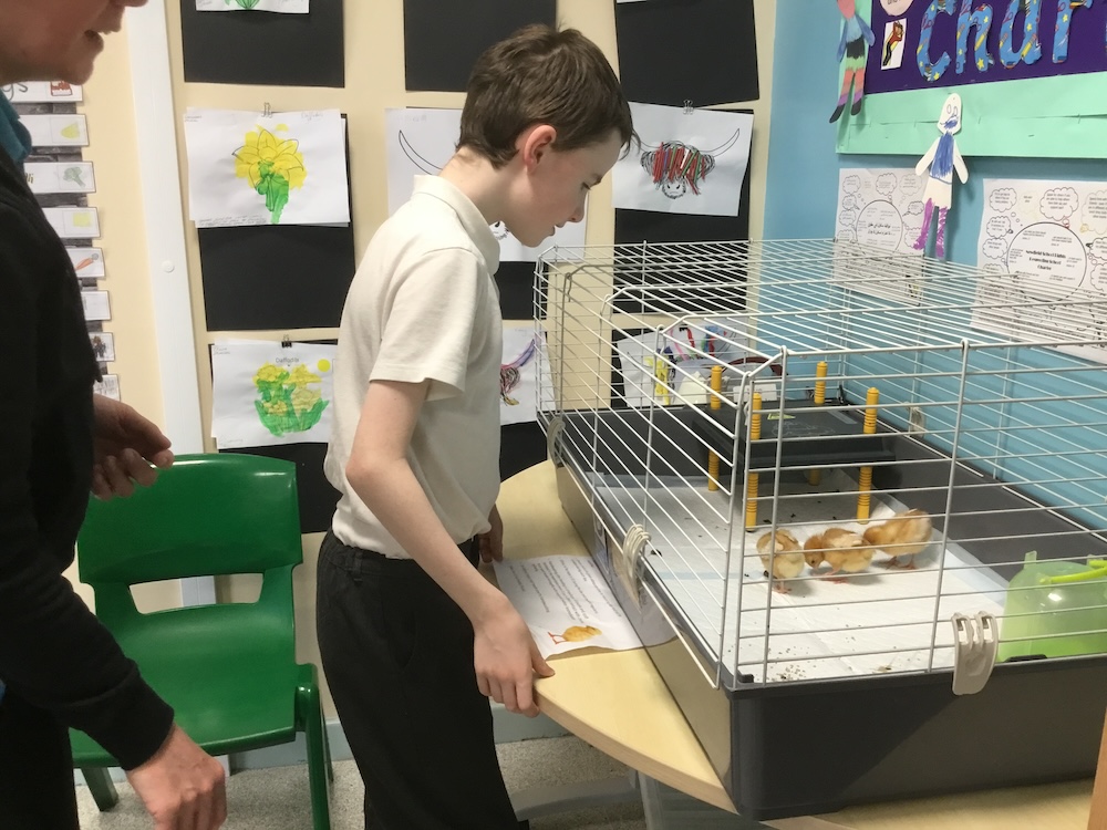 Science Week 2024 - Animals