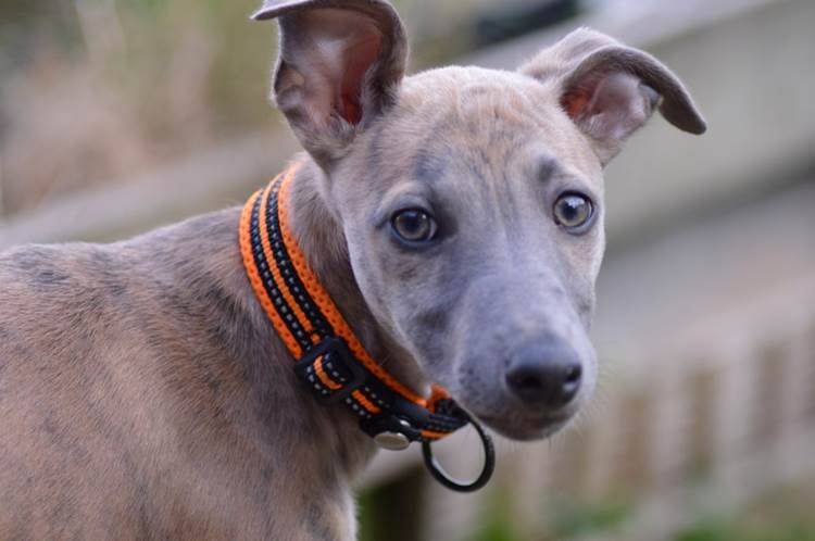 Newfield's Therapy Dog!