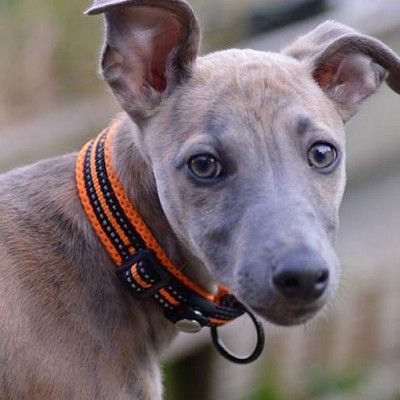 Newfield's Therapy Dog!
