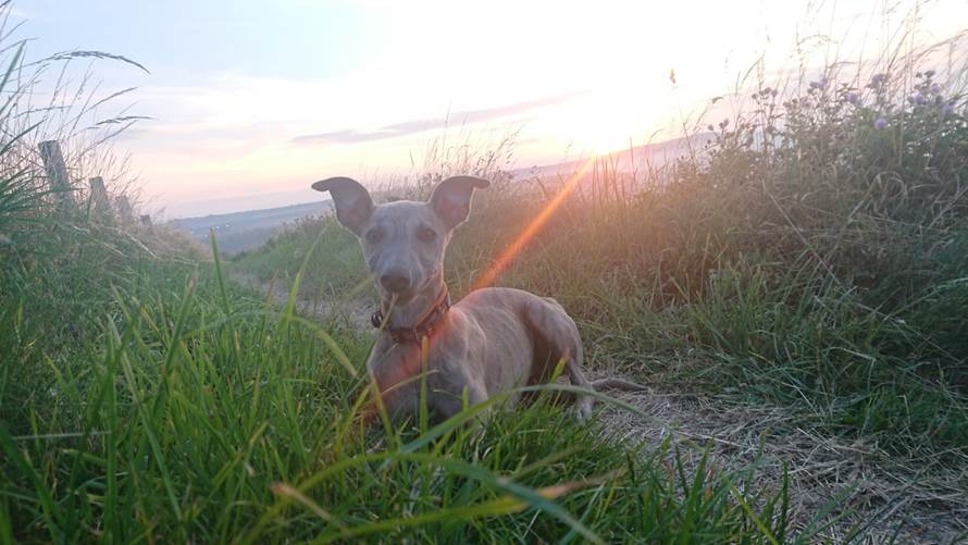 Introducing Eddie...