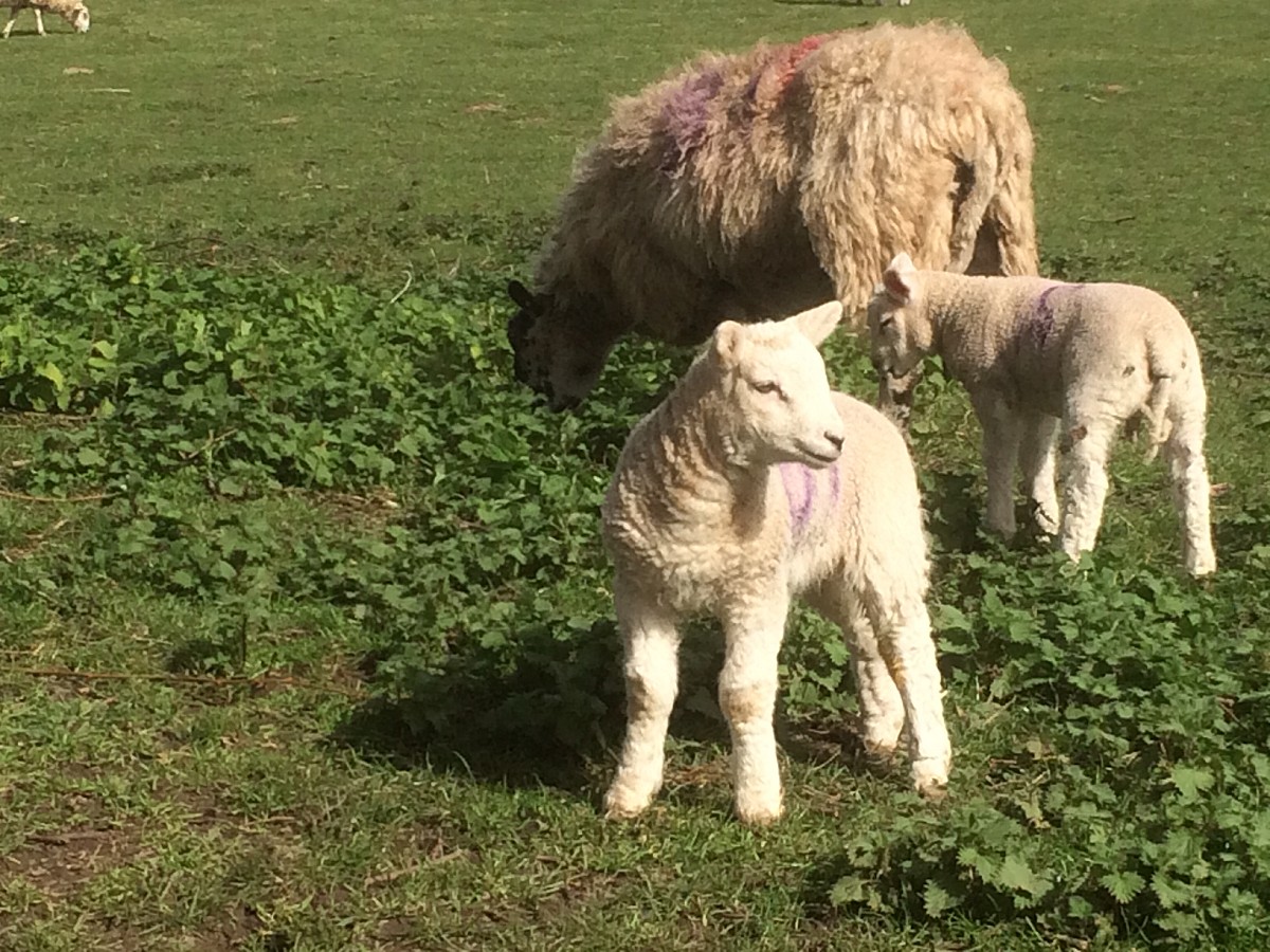 COVID-19 - staff catch up - week one