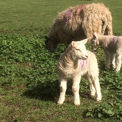 COVID-19 - staff catch up - week one