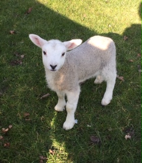 lamb