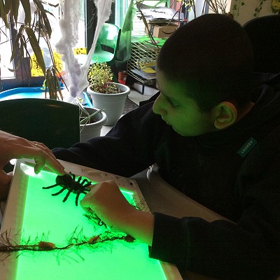 Busy Bees and other Creatures...