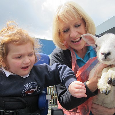 Lambs come to visit!