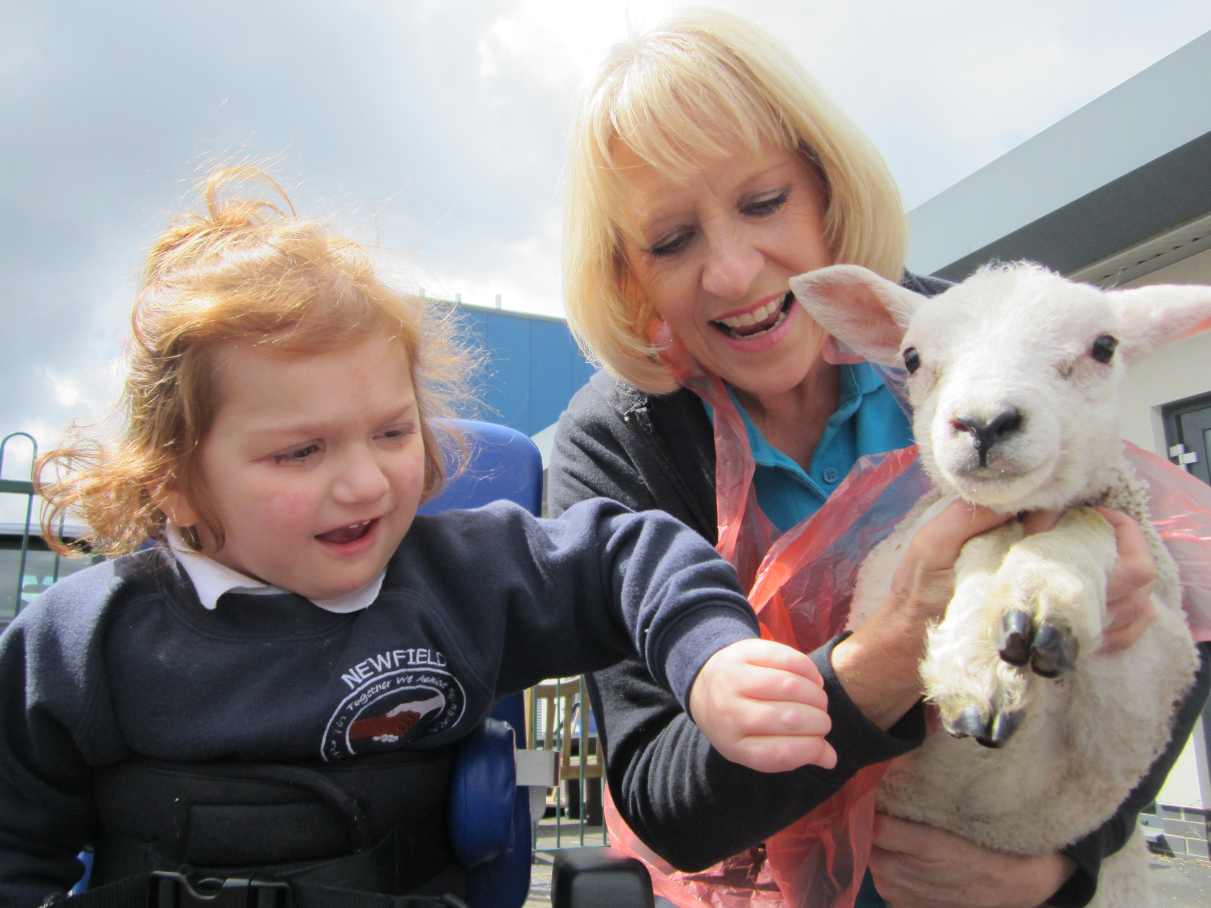 Lambs come to visit!