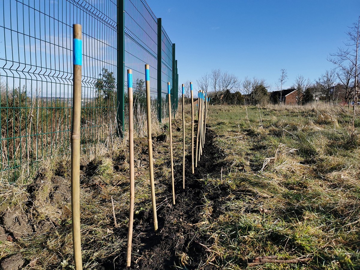 Tree Planting with River Ribble Trust - update